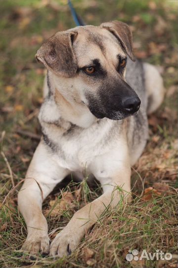 Арно собака в дар