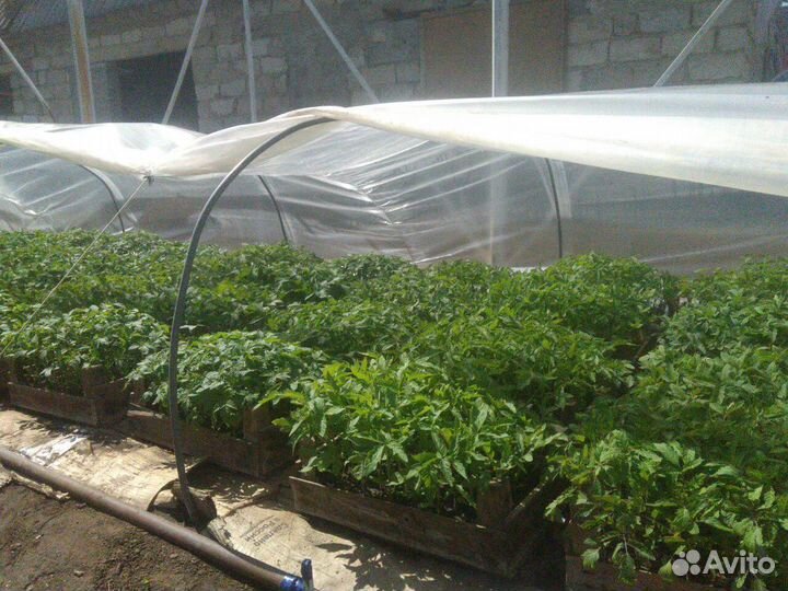 Рассада томатов, перца, огурцов, капусты