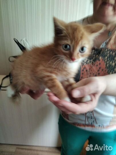 Кошки бесплатно