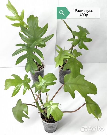 Филодендроны