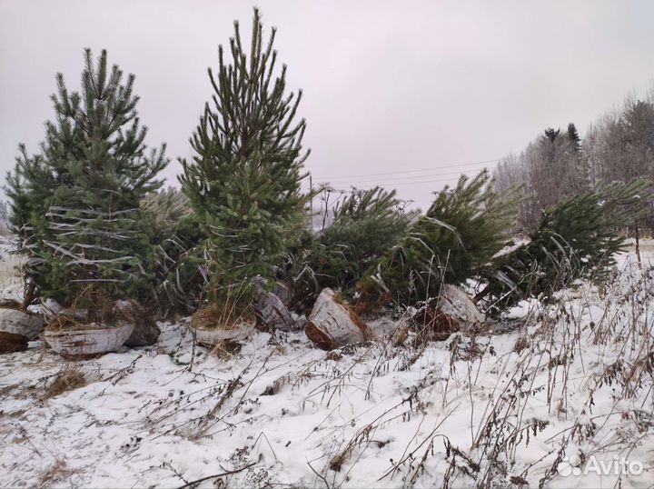 Саженцы хвойные деревья сосна ель