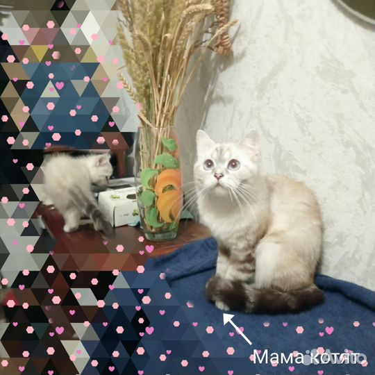 Шотландские котята :)