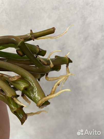 Сингониумы сортовые