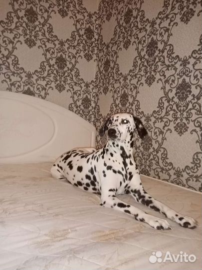 Далматин девочка вязка