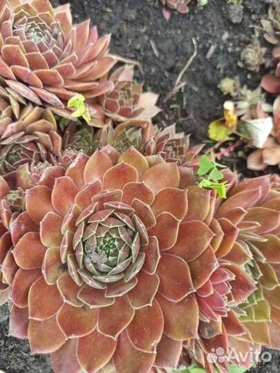 Наборы сортовых молодило