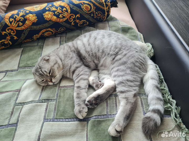 Шотландский вислоухий кот вязка
