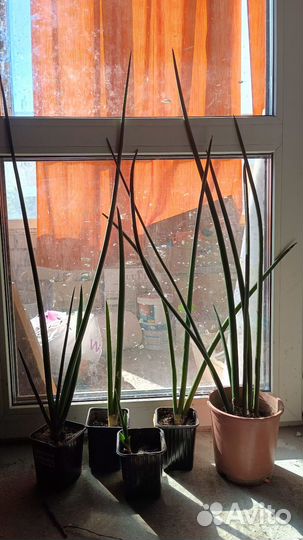 Сансиеверия цилиндрика