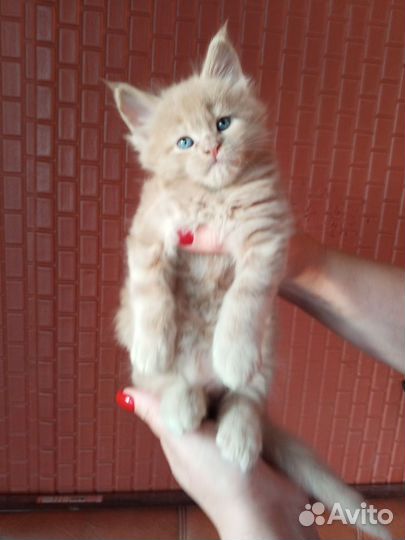 Котята Мейн-кун