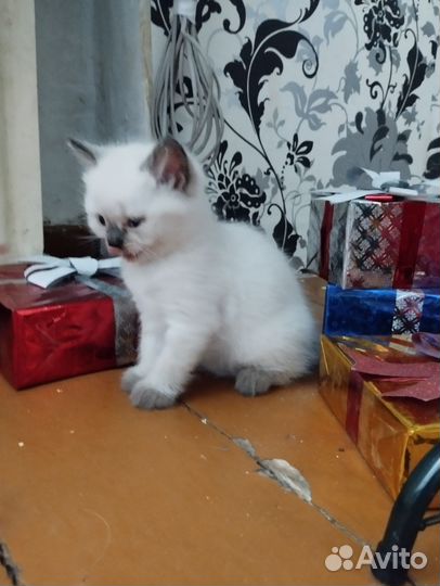 Британская короткошерстная кошка