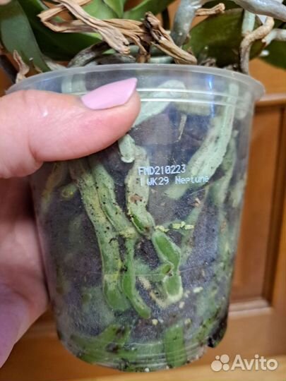 Орхидея фаленопсис