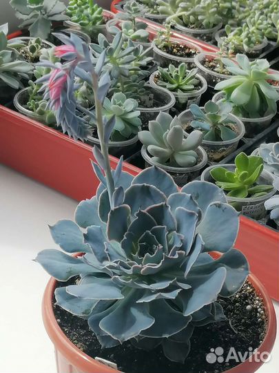 Эчеверия Шавиана