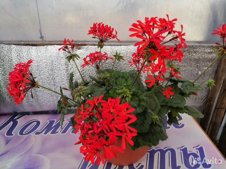 Укоренённые черенки сортовой пеларгонии