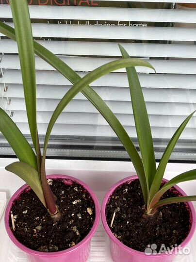 Гиппеаструм (Амариллис ) Гранд Дива