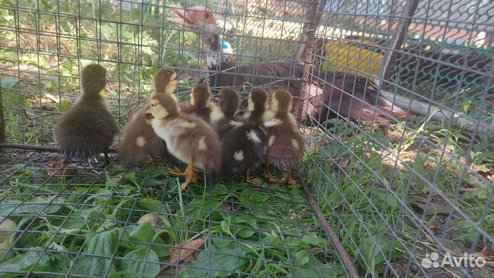 Утки и кролики