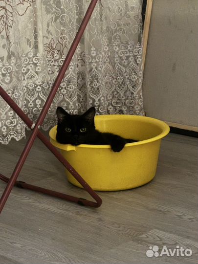 Потерялся кот