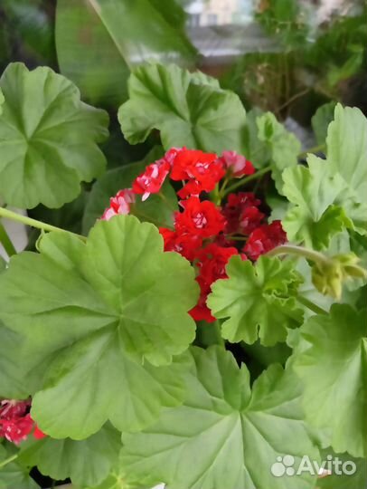 Герань. Фуксия