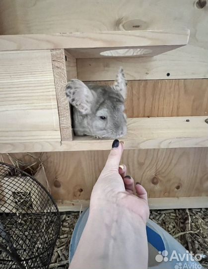 Шиншилла с клеткой