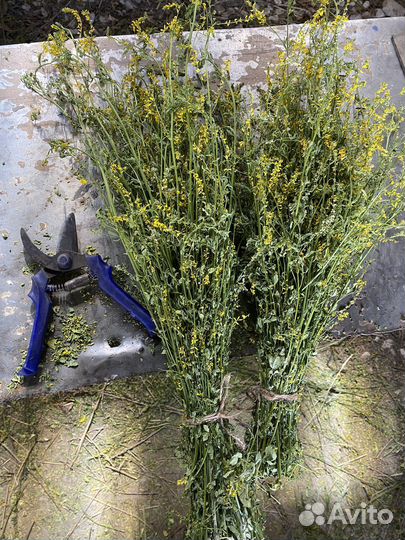 Донник, мята, полынь и другие душистые травы