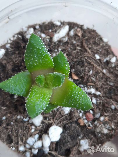 Суккуленты и мн др