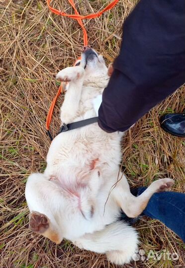 Собака в добрые руки