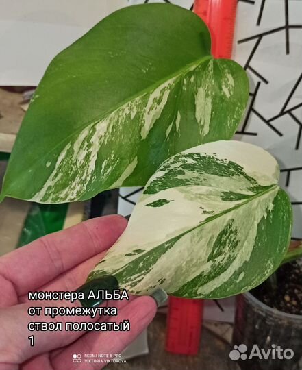 Монстера Альба вар