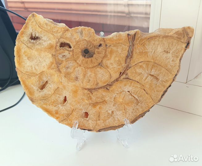 Аммонит распил