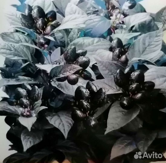 Алоказия, перец