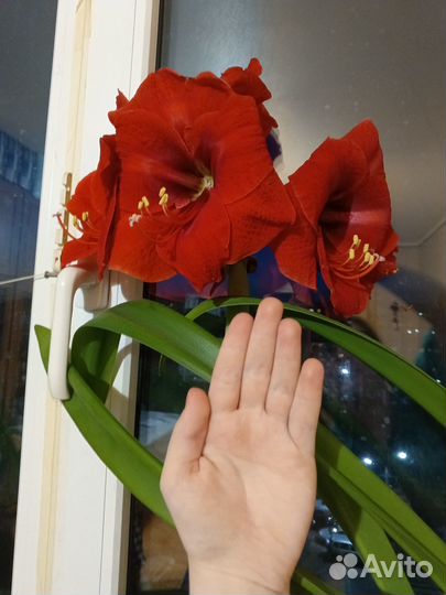 Гиппиаструм