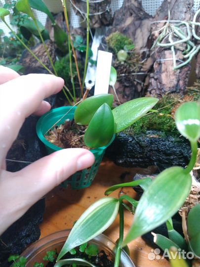 Pleurothallis орхидеи