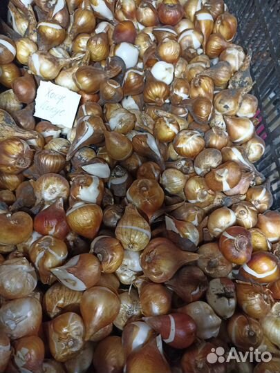 Луковицу тюльпанов продаю