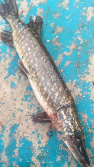 Участок 20 сот. (СНТ, ДНП)