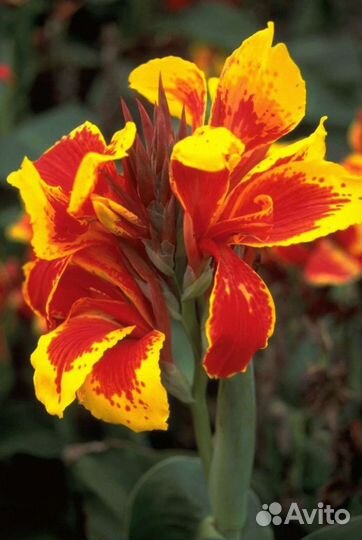 Цветы канны