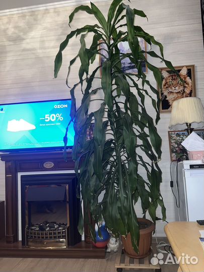 Пальма юкка