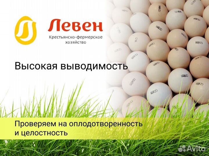 Инкубационное яйцо бройлера Кобб 500 и Росс 308