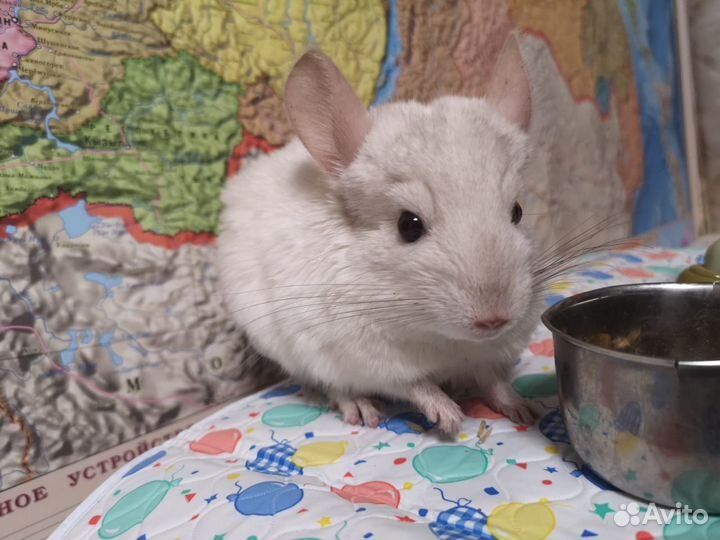 Шиншилла белая