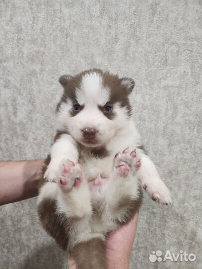 Щенки сибирской Хаски