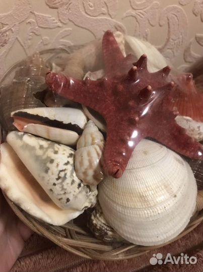 Набор ракушек