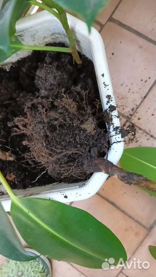 Крупнолистный фикус