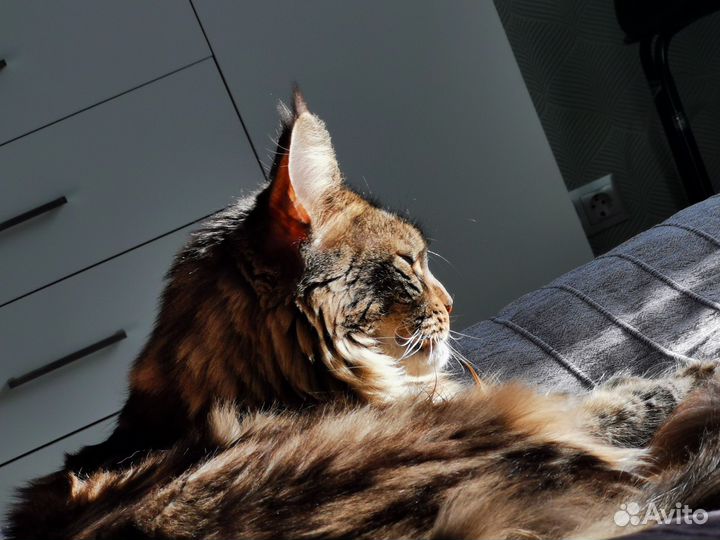 Отдам в добрые руки кошку