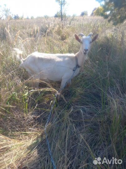 Коза первокотка