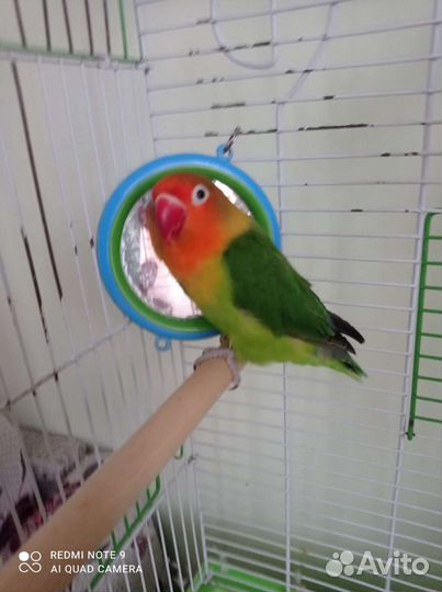 Попугай неразлучник. Нужен мальчик для птенцов