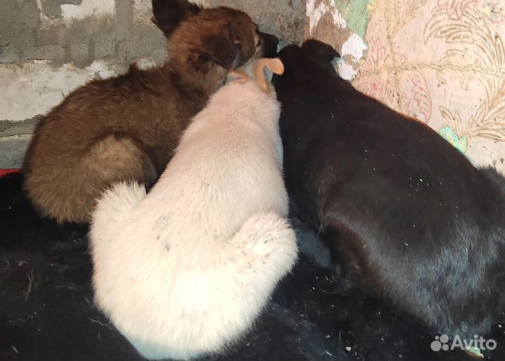 Щенки в добрые руки