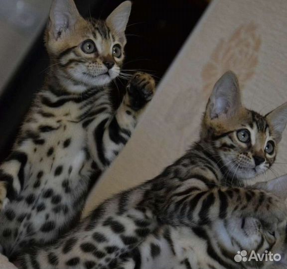 Бенгальская