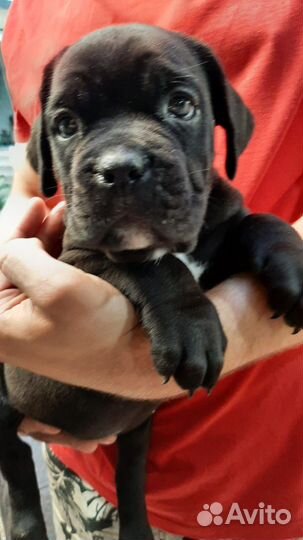 Продается черная девочка