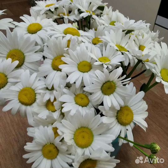 Ромашка (нивяник) садовая