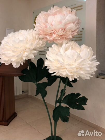 Пионы ростовые