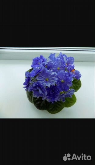 Сортовые фиалки