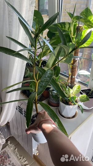 Олеандр махровый розовый