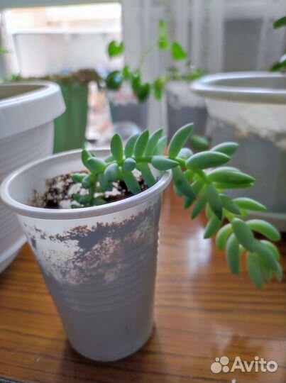 Очиток моргана