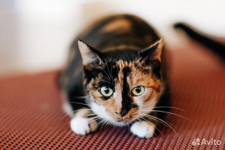 Яркая Оливка на счастье в добрые руки